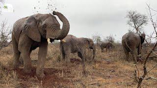 Rain Brings Relief for the Elephant Herd 