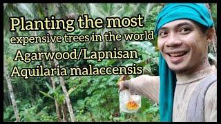 LAPNISAN PLANTING THE MOST EXPENSIVE WOOD IN THE WORD