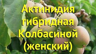 Актинидия чайногибридная колбасиной (женский). Краткий обзор, описание actinidiaх hibrida