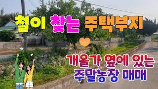 341. 고현리 주택부지매매 개울옆 청하면 주택부지 매매  주말농장으로 활용하고 있는  포항 주택부지 매매 청하대지매매 #포항부동산 #청하부동산 #지목부동산