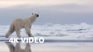 Hungry Polar Bear Ambushes Seal | 4K UHD | The Hunt | BBC Earth