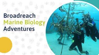 Broadreach 2023 Marine Biology Adventures