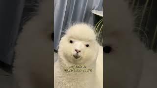 #alpaca