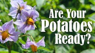 Harvesting Potatoes | What to Know Before You Dig