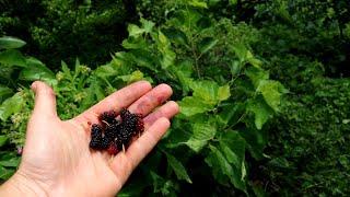 The Girardi Dwarf Mulberry - Perfect for Home Growers