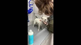 Monat Pet! Lu Lu’s first big girl bath!