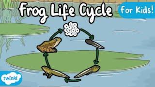 The Life Cycle of a Frog | Frog Life Cycle | Science for Kids!