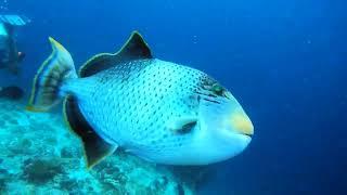 Dive in strong current with gray reef sharks. Maldives 13022023