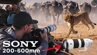 The Sony FE 200-600mm for WILDLIFE and on SAFARI