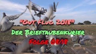 Der Brieftauben Kurier 08/2018 - Jungtaubenkrankheit, young birds disease, Adeno, Jungtierkrankheit