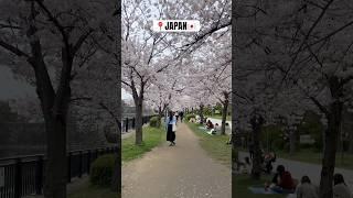 A walk here with you ️ #travel #japantravelvlog #japantravel #sakura #japan