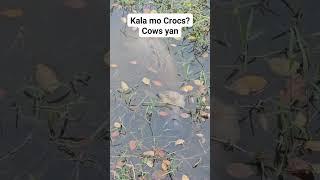 May lahing buwaya yan #animals #amazinganimals #amazing
