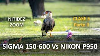 El Zoom del lente Sigma150-600 vs Zoom Nikon P950 - Fotografía de Aves