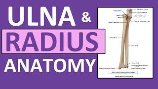 Radius and Ulna Anatomy and Physiology: Forearm Bones