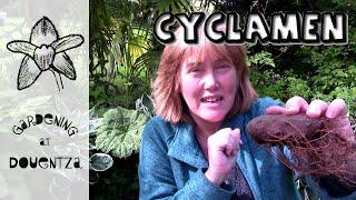 How to Plant Cyclamen & Giveaway Winner of Mars Hydro TS1000 Growlight