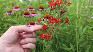 Royal Catchfly (Silene regia) | Threatened Thursday