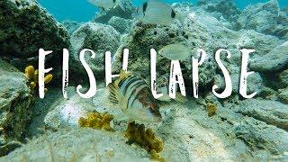 Fish lapse 4K (Underwater Time-lapse)