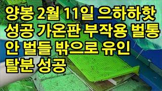 양봉 2월 11일 으하하핫 성공 성공 성공 가온판 부작용 벌통 안 벌들 밖으로 유인해서 탈분 성공