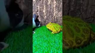 super  #funny #fun #lol #comedy #shorts