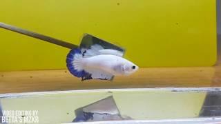 EXOTIC MARBLE BLUE RIM BETTA FISH COMPILATION