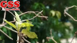 New Hindi song hit song GSS film studio