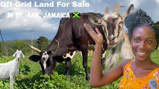 Off Grid Land For Sale In St. Ann, Jamaica (Farm/Country living)