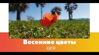 Весенние цветы Кипра