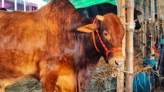 Gabtoli gorur haat 2024 । qurbani Eid 2024 । biggest cow in Bangladesh 2024