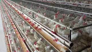 5000 Layer Poultry Farming l Cages l investment l Profit l