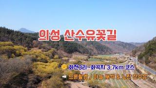 의성 산수유축제, 산수유꽃길 / 드론촬영