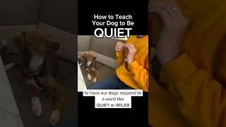 How to Teach Your Dog to Be Quiet! #stopbarking #dogtraining #dogtrainer #puppytraining #barking