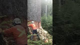 TIMBER! read the description powerline hazard tree in 2012 #arborist#vanisle #dangerous#faller