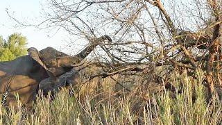 LEOPARD in tree HARASSED by ELEPHANTS  