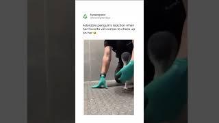 Adorable Penguin Reaction To Caretaker