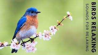 Birds Chirping - 24 Hour Bird Sounds Relaxation, Soothing Nature Sounds, Birds Singing