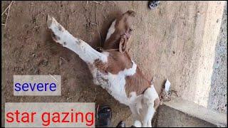 how vet saved critically ill calf by phone Rx/animal treatment/hypomagnesemia tetany/star gazing/PEM