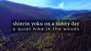 a quiet hike in the woods: shinrin yoku on a sunny day | silent vlog | DJI Mavic Mini