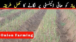 Onion Farming| High denctiy per| Laguna Ka Tarika| Taj zari Farm Bahawalnagar