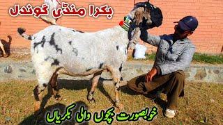 Doodh Or Bacho Wali Bakriyan Gondal Bakra Mandi Update November 2024