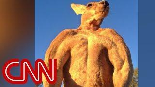 200-pound ripped kangaroo crushes metal