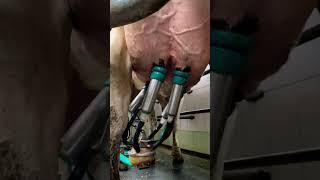 Milk production from start to finish #cows #farm #veterinary #milk