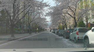 Driving into the Spring, 봄1