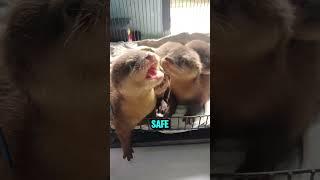 The Otter Risked Everything to Find Her Baby #animals #love #otter
