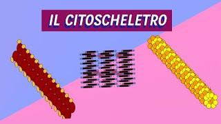 I Componenti del Citoscheletro | Pillole di Scienza