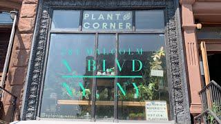 Plant Corner NYC