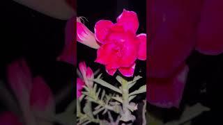 18/10/2024 nights effect with spider #rajputplantslover #adeniumflowerplants #nighteffect