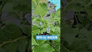 철 마그네슘 시비 효과 20250621) 잎이 노랗게 변하고 마르는 현상, 철 마그네슘 시비 결과, 잎파리가 진하게 변함 #blueberry #블루베리 #화분재배 #시비