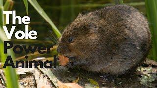 The Vole Power Animal