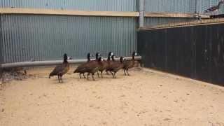 Rearing white-faced whistling ducks at Aeres MBO Barneveld