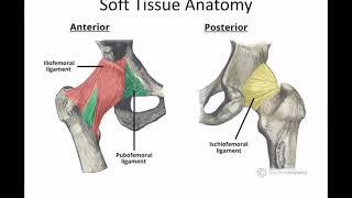 Fundamentals of Orthopaedics Session 9: Hips